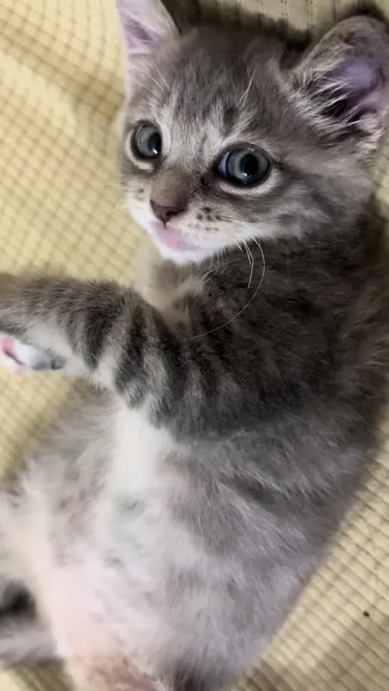 Котёнок с совиным голосом