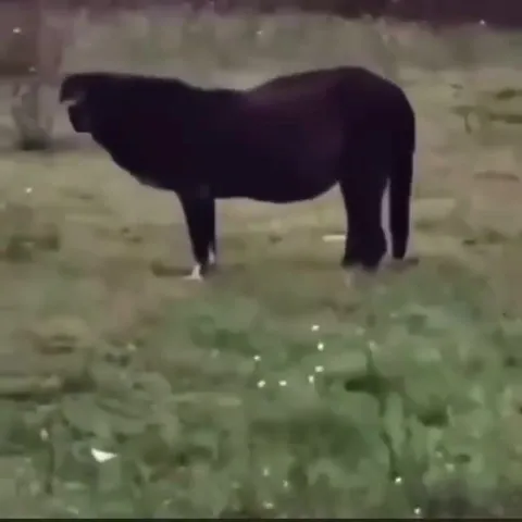 Лошадь под странную музыку