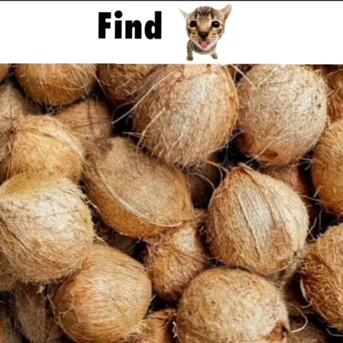 Find the Cat in Coconuts