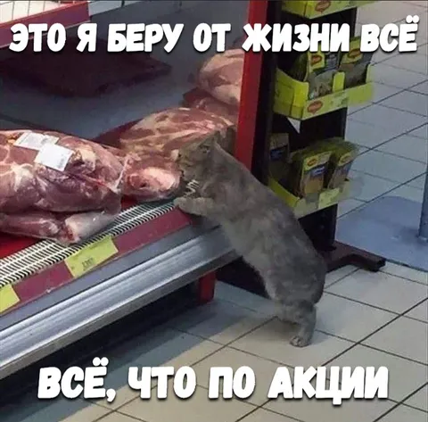 Кот забирает всё по акции