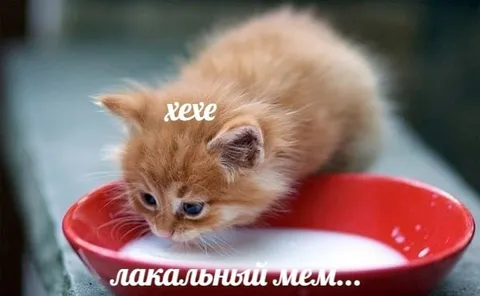 Лакальный мем про котёнка