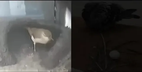 Птицы и драматичное яйцо