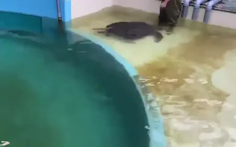 Черепаха сбегает из бассейна