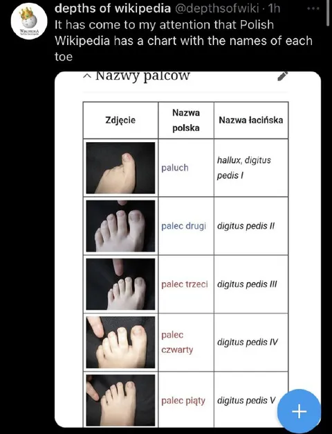 Polish Toe Naming Chart