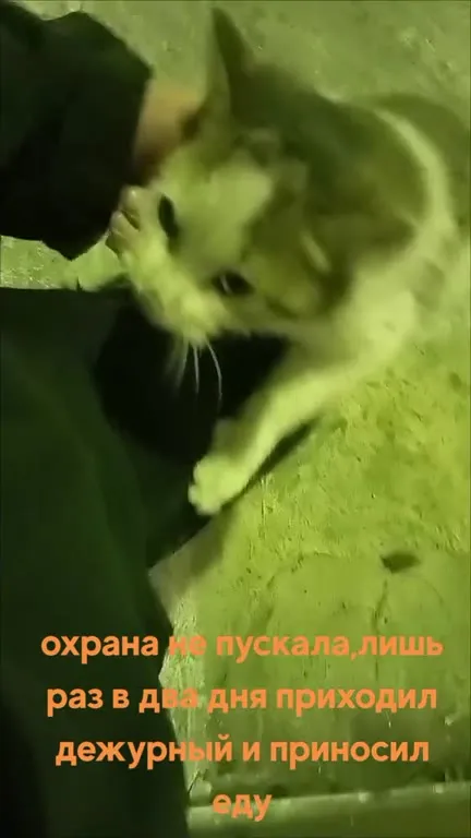 Настоящая кошачья любовь