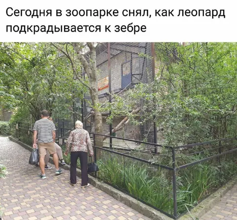 Леопард подкрадывается к зебре