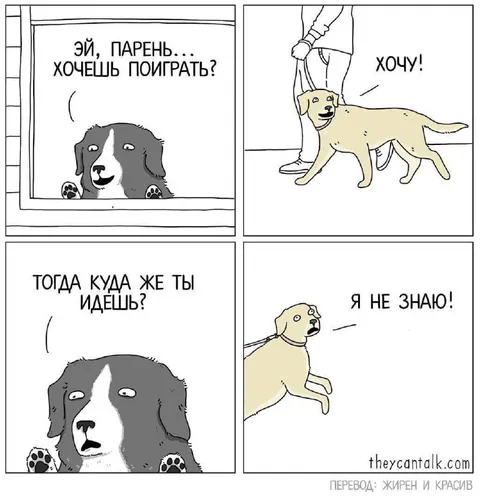 Собака не знает, куда идёт