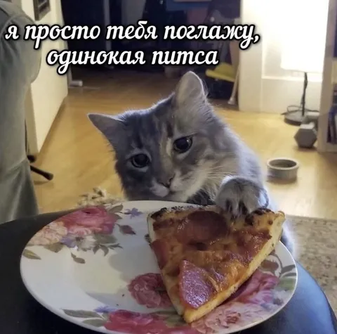 Одинокая питса и кот