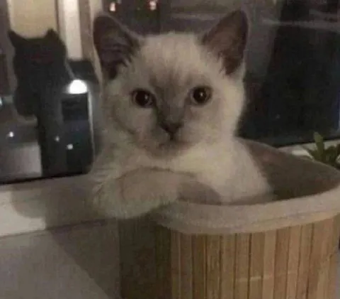 Кот в корзине смотрит в камеру