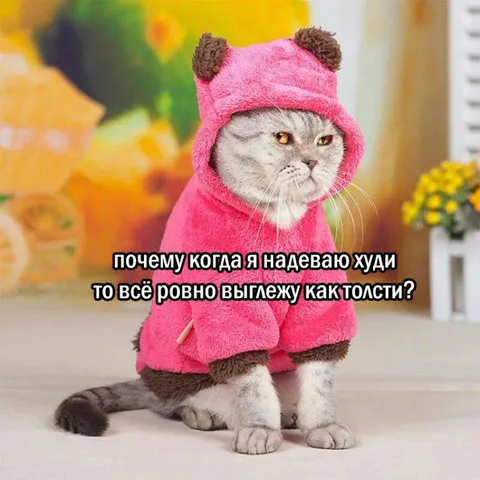 Кот в худи выглядит толстым