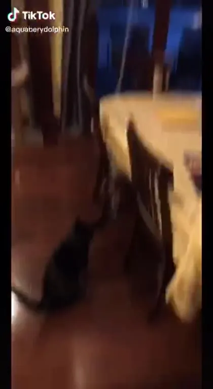Cat Reunited With His Balloons