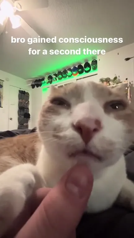 Cat Gains Consciousness While Chewing