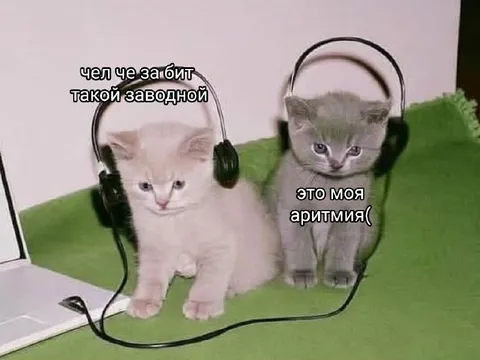 Котята слушают аритмию