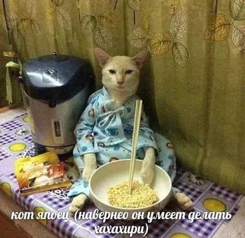 Кот-японец ест лапшу
