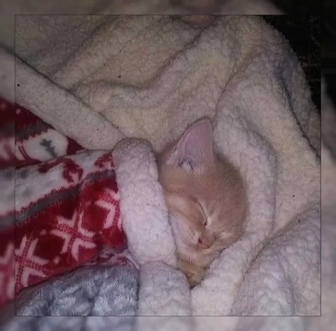 Котёнок спрятался под одеялом