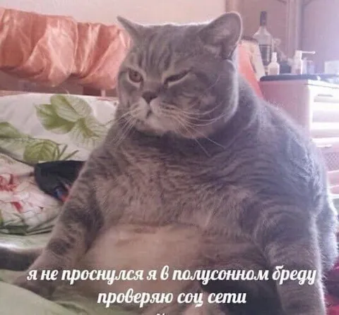 Проверяю соцсети спросонья