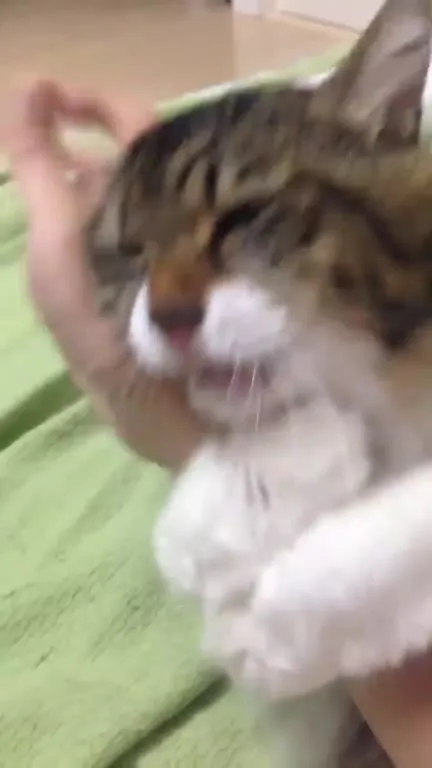 Кот с меняющимся выражением лица