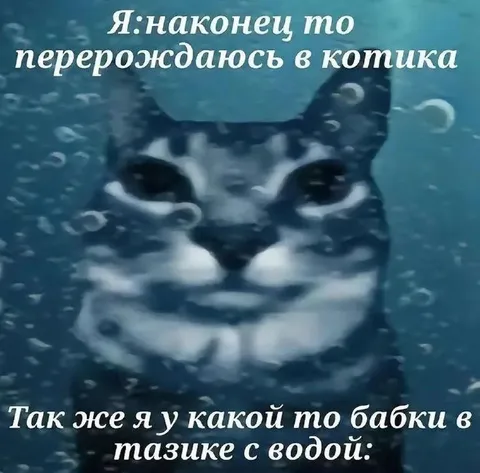 Котик в тазике с водой