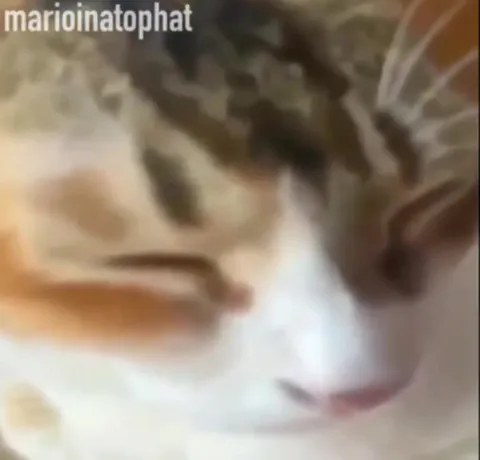 Cat Music Detected