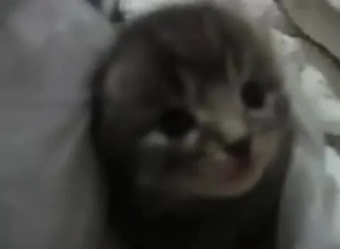 Грустный котёнок отворачивается