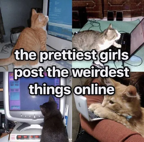 Cats Post Weird Things Online