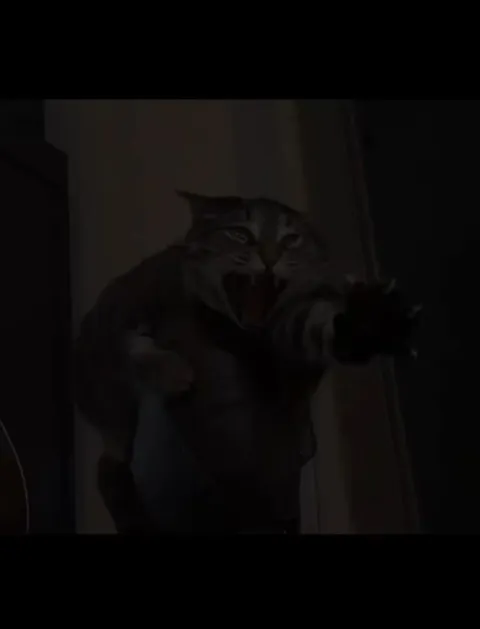 Saddest Cats Try Not to Cry