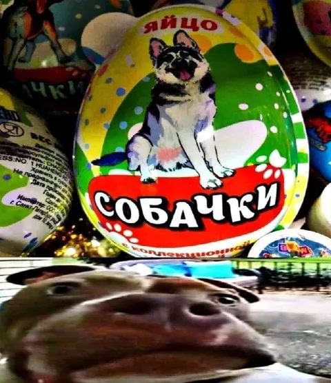 Яйцо с собачками и бегемот