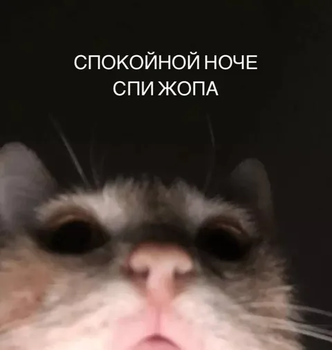 Спокойной ноче спи жопа