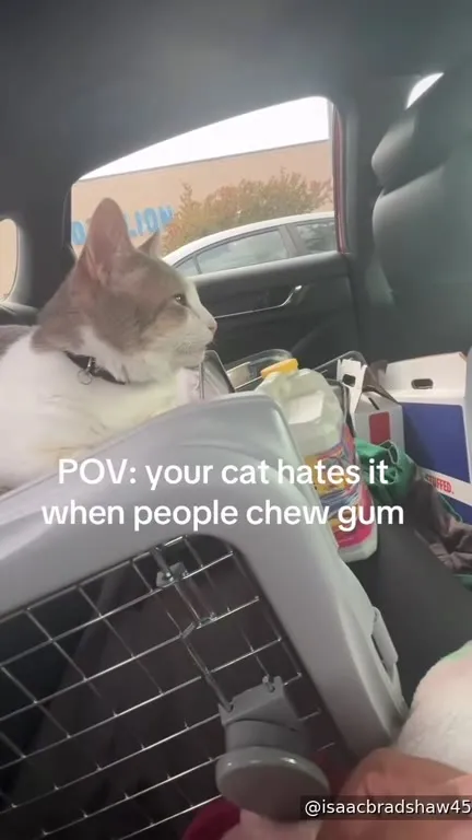 Cat Hates Chewing Gum