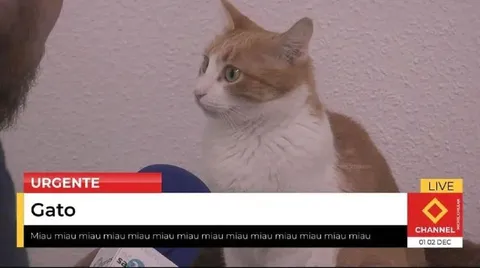 Gato en noticias urgentes