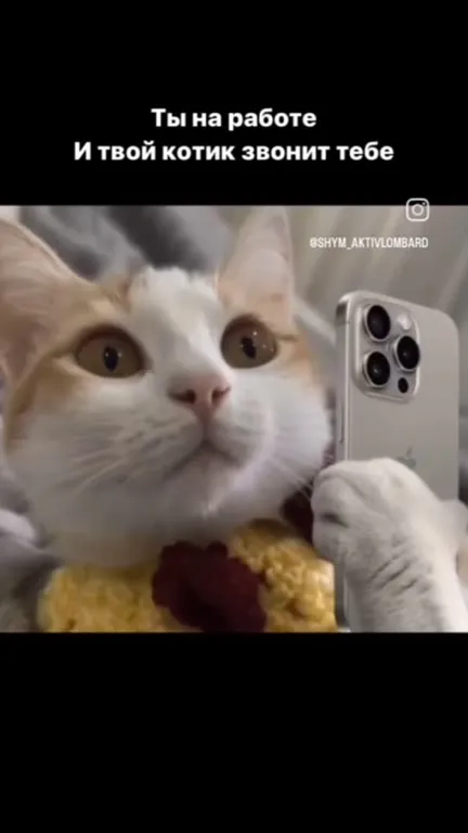 Котик звонит на работе