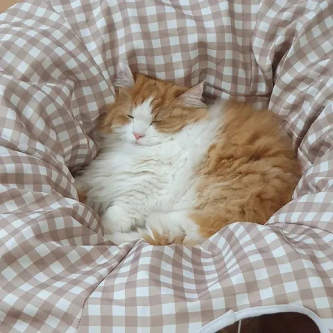 Кот уютно спит под одеялом