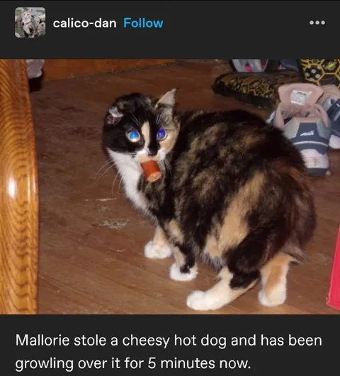Cat Guards Stolen Hot Dog