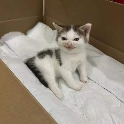 Котёнок в коробке