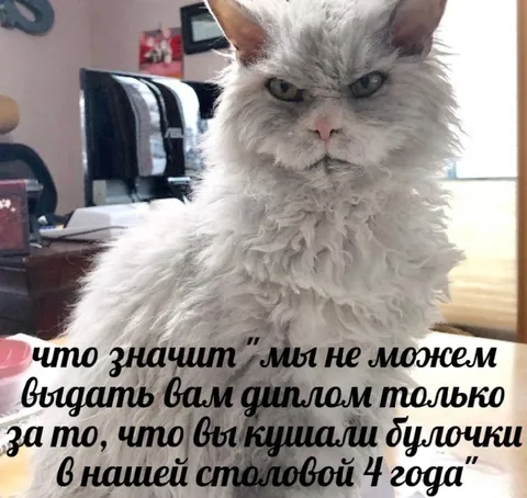 Диплом за булочки в столовой