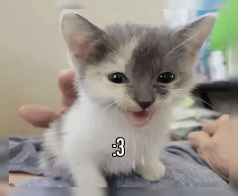 Милый котёнок :3
