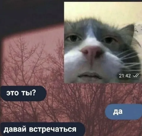 Кот согласился встречаться