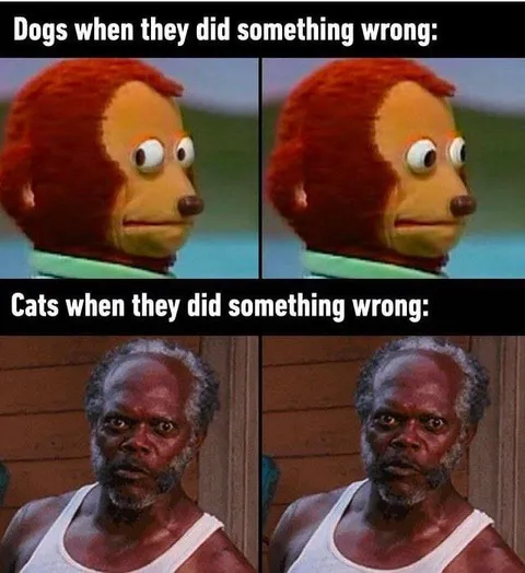 Dogs and Cats When Guilty
