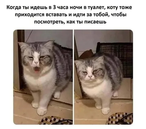 Кот идёт проверять туалет ночью