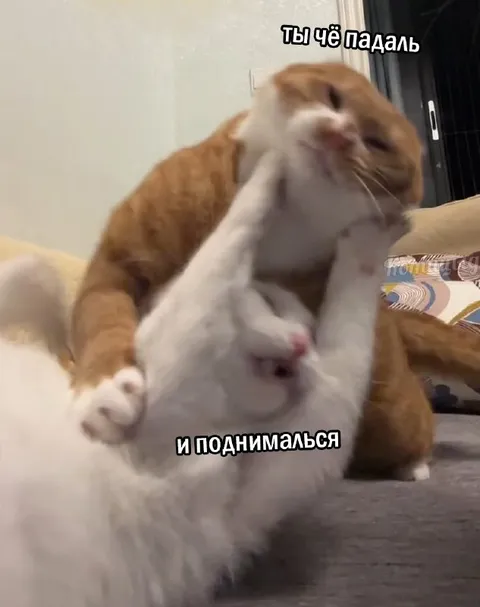 Ты чё падал и поднимался