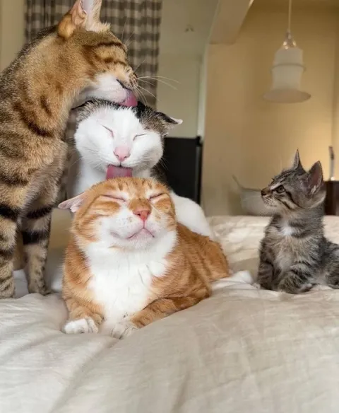 Котята на кровати