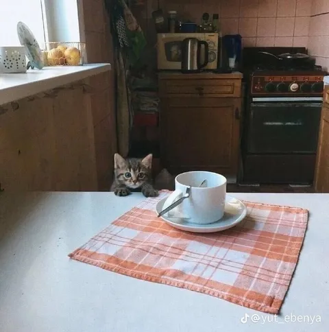 Котёнок за кухонным столом