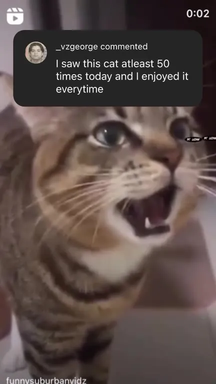 Cat Seen Fifty Times