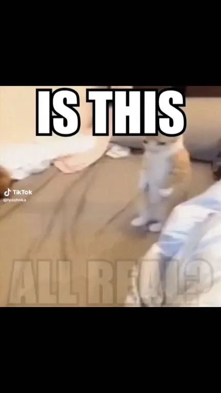 Cats Stuck in My Head