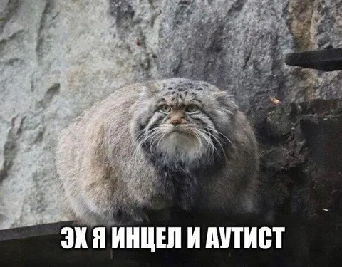 Манул-инцел и аутист