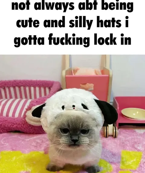 Cute Cat Has to Lock In