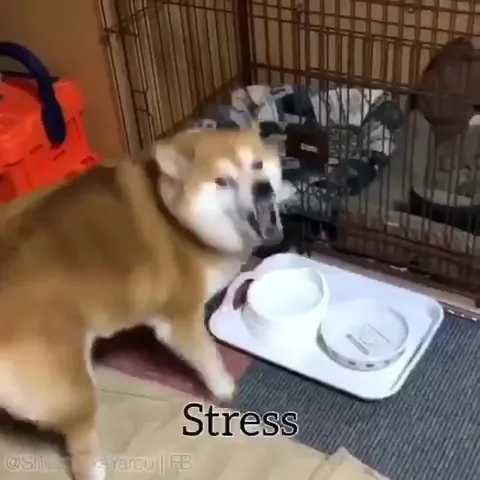Shiba Inu Life Advice