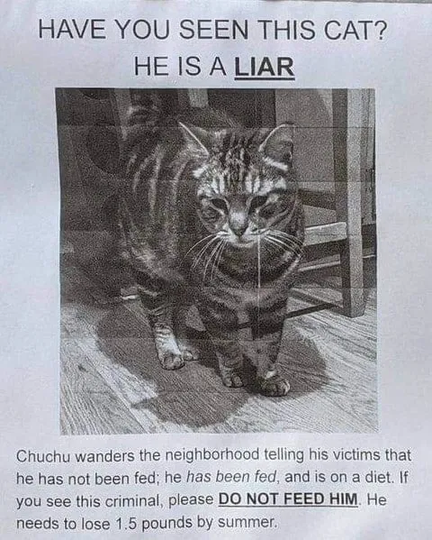 Chuchu the Lying Cat
