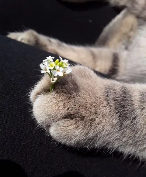 Цветочек на кошачьей лапке