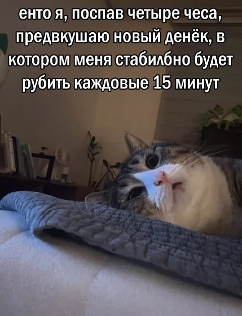 Кот перед новым дёньком
